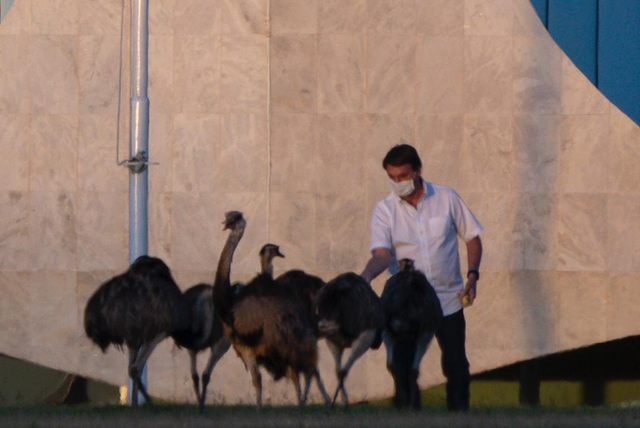 剛確診新冠一星期，巴西總統(tǒng)喂鴕鳥時又被咬了，網(wǎng)友卻希望“鳥沒事”(圖2)