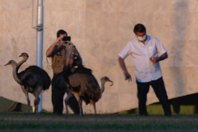 剛確診新冠一星期，巴西總統(tǒng)喂鴕鳥時又被咬了，網(wǎng)友卻希望“鳥沒事”(圖3)