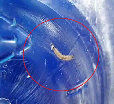 韓國多地自來水現(xiàn)幼蟲樣生物 究竟是怎么回事(圖5) 韓國多地自來水現(xiàn)幼蟲樣生物 究竟是怎么回事(圖5)