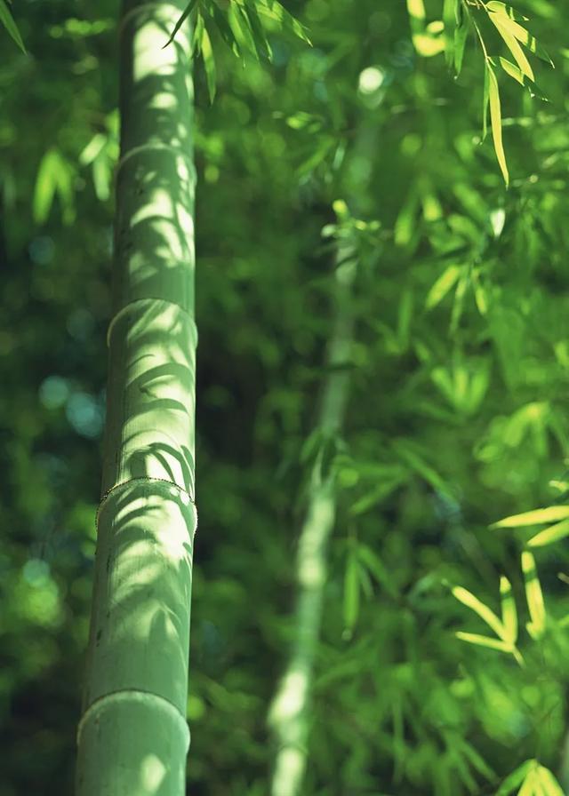 今日大暑丨迎風(fēng)沐雨，憧憬未來