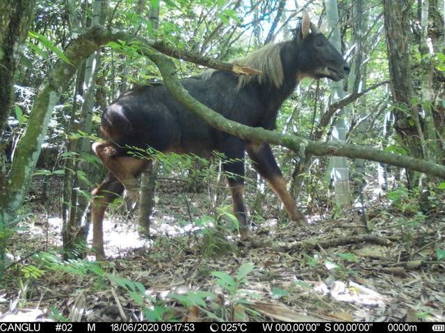快看！蓮都峰源省級(jí)自然保護(hù)區(qū)首次拍到“四不像”