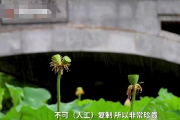 怒了！南京玄武湖并蒂蓮被游客摘下是怎么回事？(圖3)