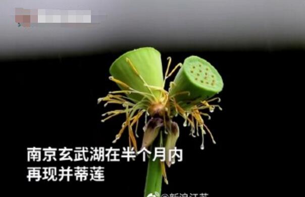怒了！南京玄武湖并蒂蓮被游客摘下是怎么回事？(圖2)