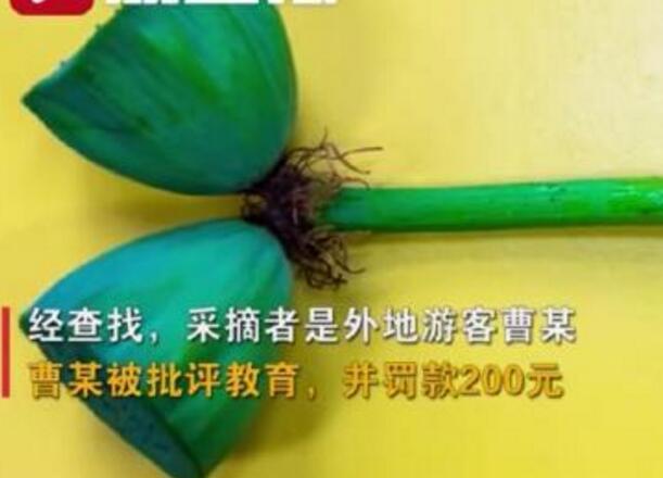 怒了！南京玄武湖并蒂蓮被游客摘下是怎么回事？