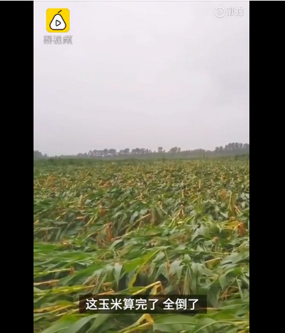 臺(tái)風(fēng)“美莎克”致吉林玉米大面積倒伏，像棉被一樣鋪在地上，減產(chǎn)已成定局