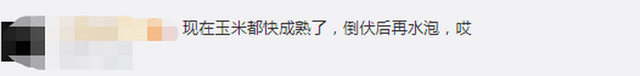 臺風“美莎克”致吉林玉米大面積倒伏，像棉被一樣鋪在地上，減產(chǎn)已成定局(圖3)